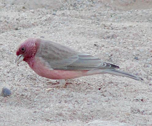 Sinai Rosefinch