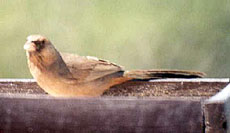 Abert's Towhee