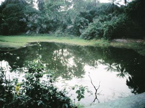 Main pool at Abuko