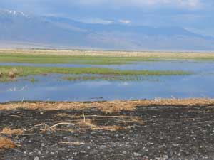 Marsh on the shore of Lake Alakol