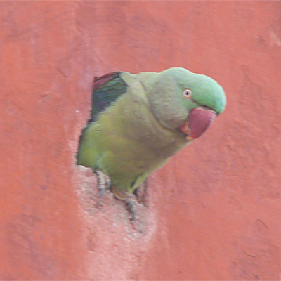 Alexandrine Parakeet