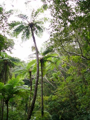 Amami Tree-ferns