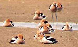 American Avocets