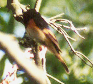 American Redstart