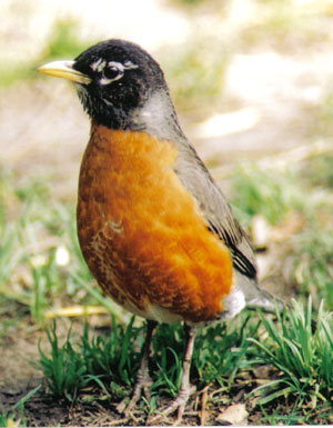 American Robin