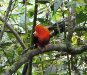 Andean Cock-of-the-Rock