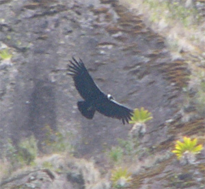 Andean Condor