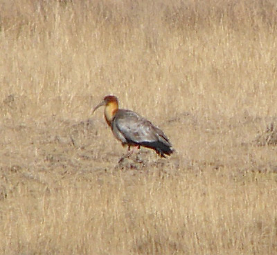 Andean Ibis