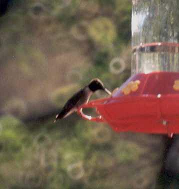 Male Anna's Hummingbird