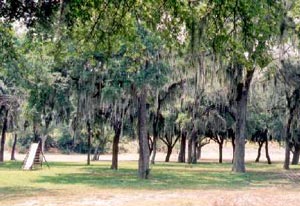 Spanish Moss at Anazalduas