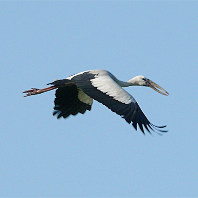 Asian Openbill