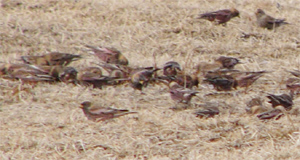 Asian Rosyfinches