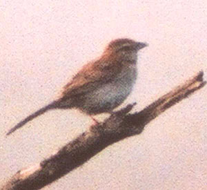 Bachman's Sparrow