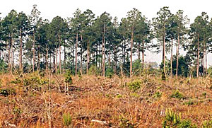 Bachman's Sparrow habitat