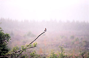 First view of Bachman's Sparrow