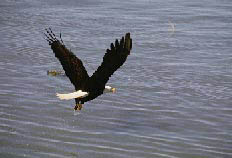 Bald Eagle