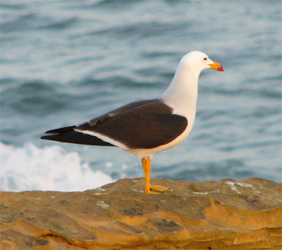 Band-tailed Gull