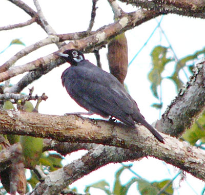 Bare-necked Fruitcrow