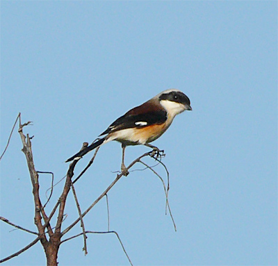 Bay-backed Shrike