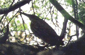 Black Bittern