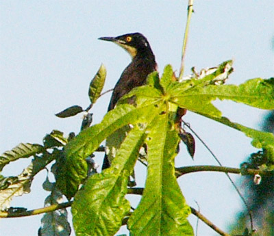 Black-capped Donocobius