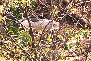 Black-crowned Night-heron