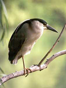 Black-crowned Night-heron