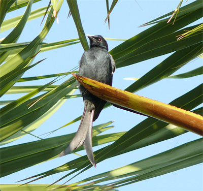 Black Drongo