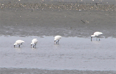 Black-faced Spoonbills