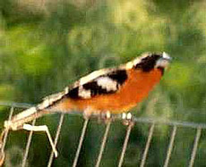 Male Black-headed Grosbeak