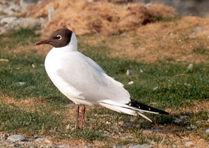 Black-headed Gull