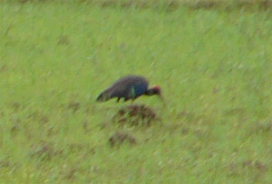 Black Ibis