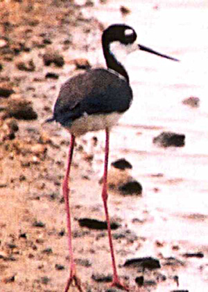 Black-necked Stilt