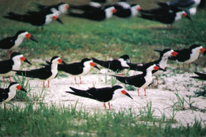 Black Skimmers