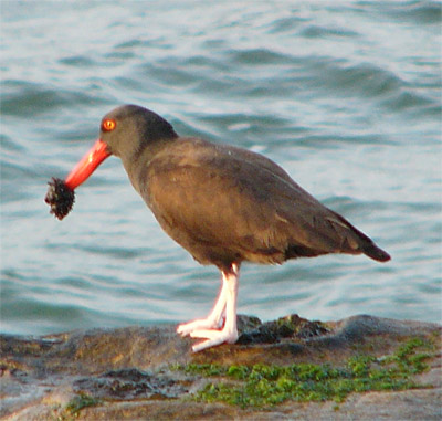 Blackish Oystercatcher