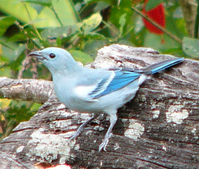 Blue-gray Tanager