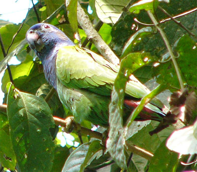 Blue-headed Parrot