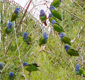 Blue-headed Parrots