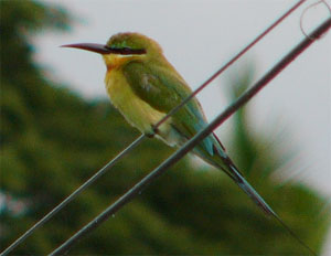 Blue-tailed Bee-eater