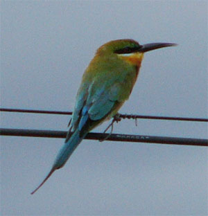 Blue-tailed Bee-eater