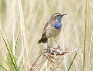 Bluethroat