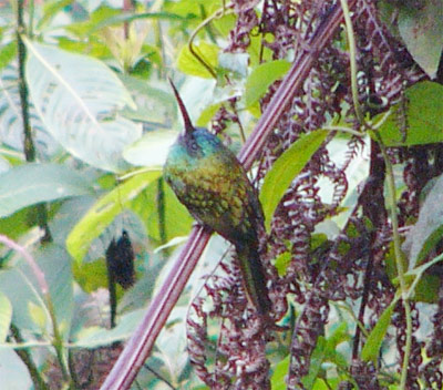 Bluish-fronted Jacamar