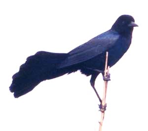 Boat-tailed Grackle