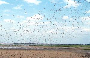 Terns and gulls at Bolivar