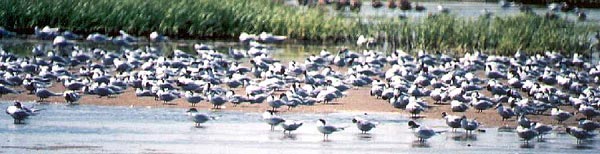 American Avocets 