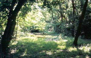 Drinking pool in Boy Scout Woods