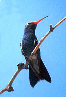 Broad-billed Hummingbird