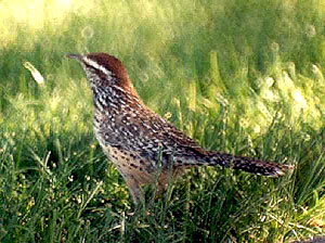 Cactus Wren