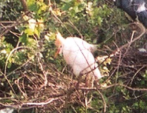 Cattle Egret