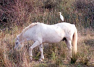 Cattle Egret